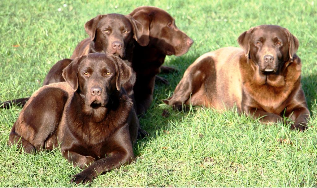 Gite Labradors De Bailly - Giverny Saint-Pierre-la-Garenne エクステリア 写真